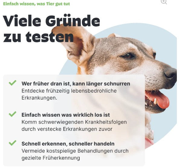 Urintest Kit für Hunde Pezz
