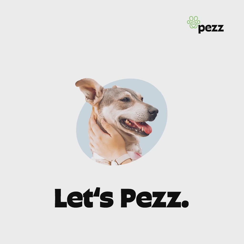 Urintest Kit für Hunde Pezz